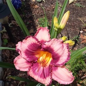 Meet your Posher, Debbie